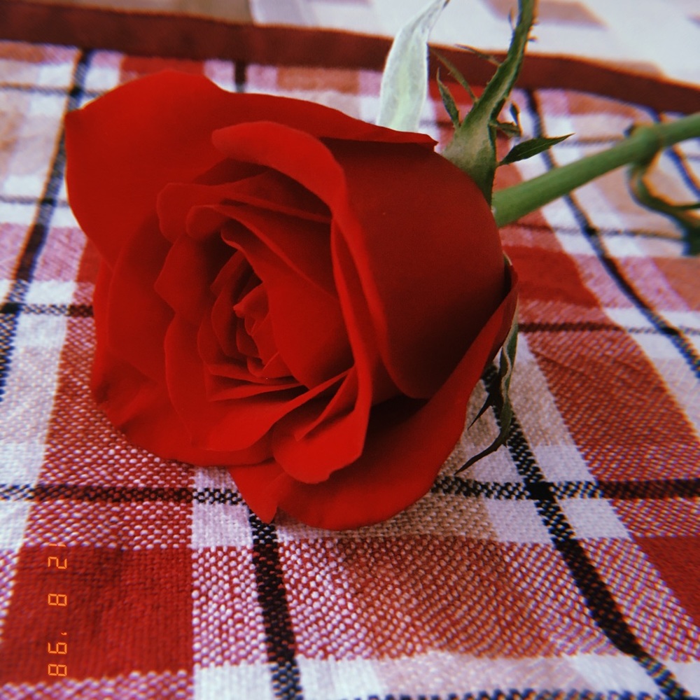 Meet your Posher, Tarini